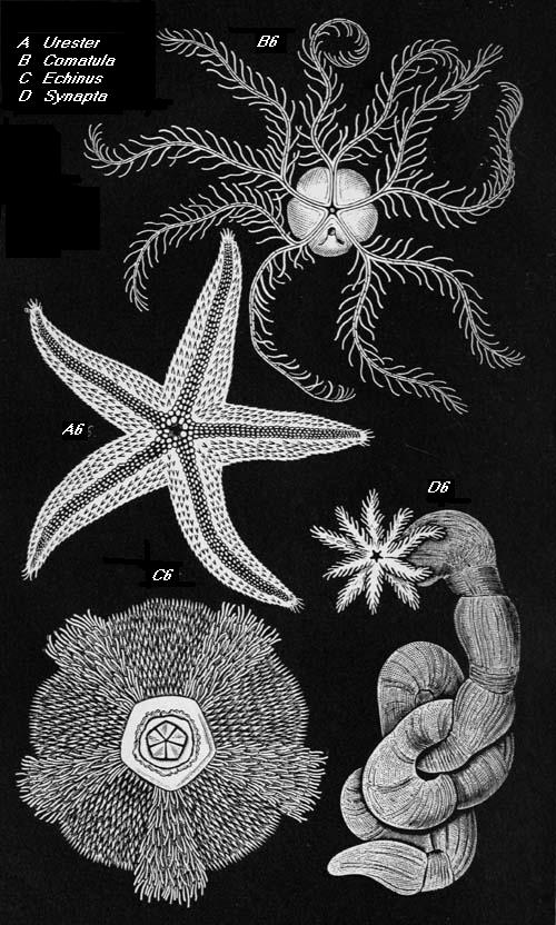 STAR FISHES. SECOND GENERATION.