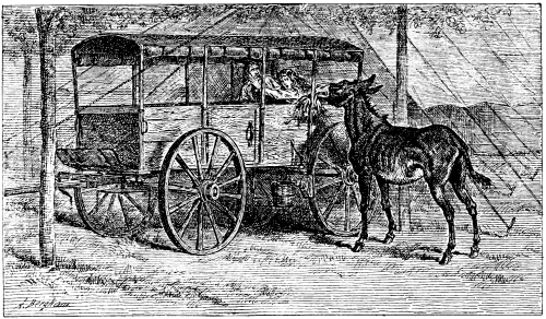 Mule eating a pillow stored ina wagon