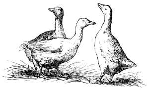 three geese