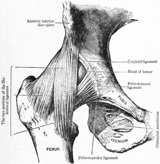 Matthew Chapman on X: It's called the mons pubis, a small mass of tissue  that covers the pubic bones and can protrude when a woman's legs move a  certain way. / X