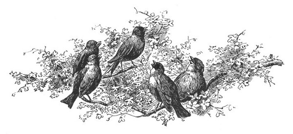 five birds on a branch