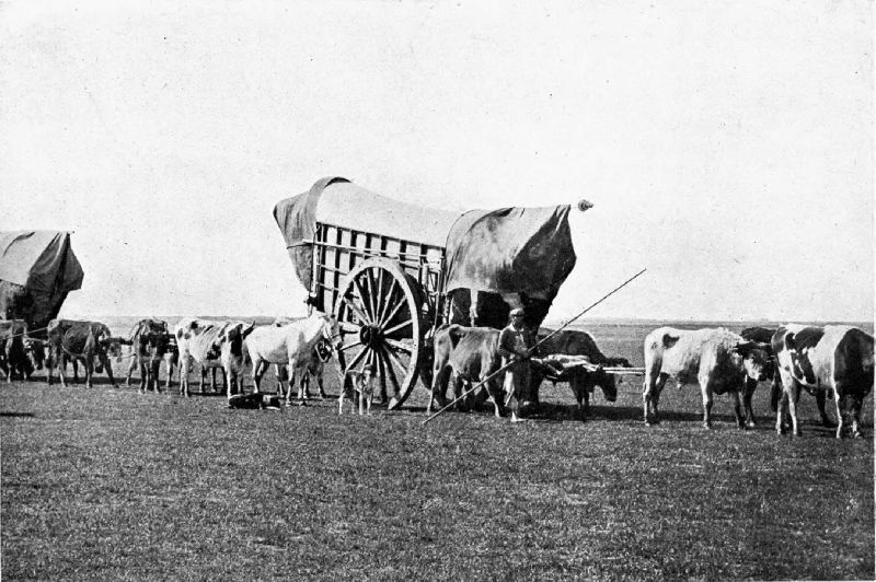OX-CARTS IN THE ARGENTINE.