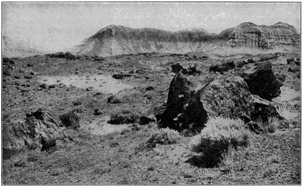 Petrified trees in Arizona