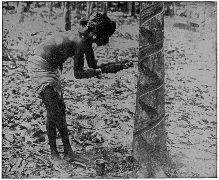 Tapping rubber tree