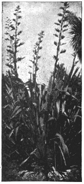 New Zealand hemp plants