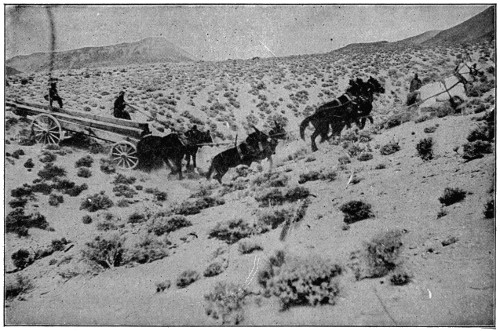 Mules hauling poles through difficult terrain