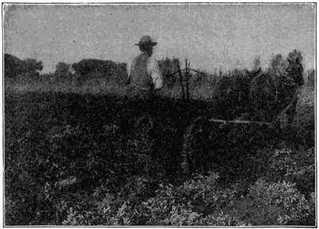 Mule-drawn potato digger harvesting peanuts