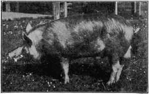 Tamworth boar