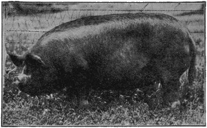 Berkshire sow