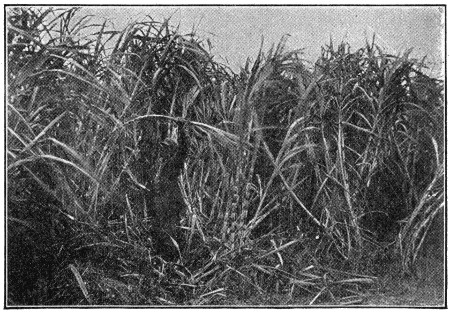 Fertilised crop of sugar cane