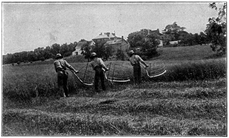 Harvesting with the cradle