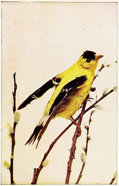 goldfinch on branches