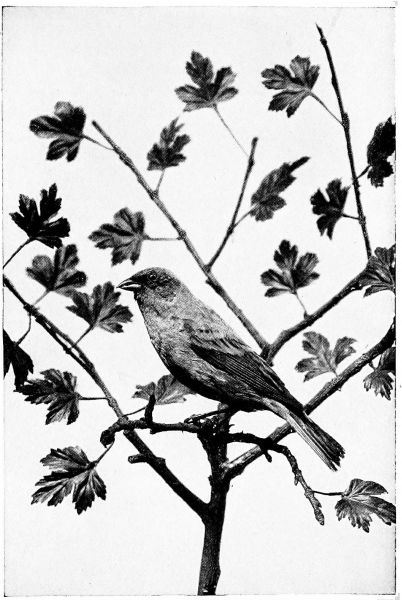 black and white drawing of indigo bird