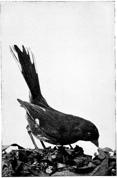 black and white photo of towhee on ground