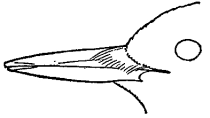 drawing of bill of woodpecker