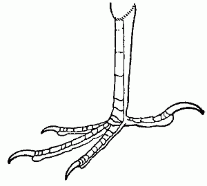 drawing of blackbird foot