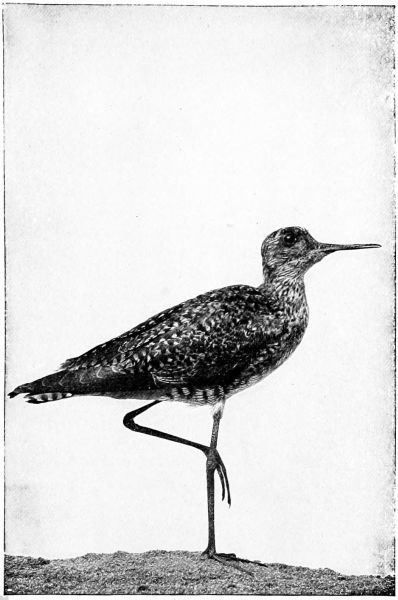 black and white picture of yellowlegs