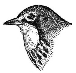 drawing of warbler's head