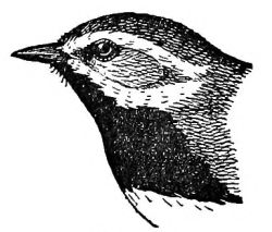 Drawing of this warbler's head
