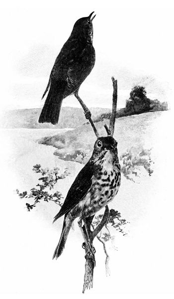 black and white drawing of two thushes on branch