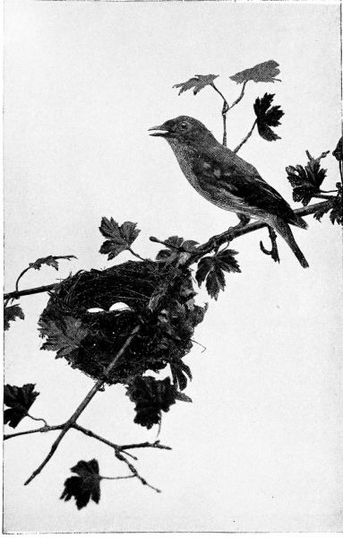 drawing of vireo next to nest