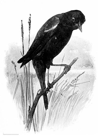 black and white drawing of red-winged black bird