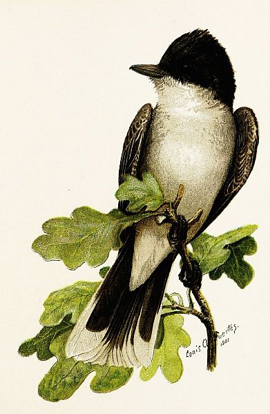 kingbird on an oak branch