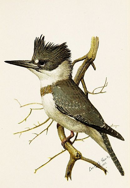 kingfisher on bare branch