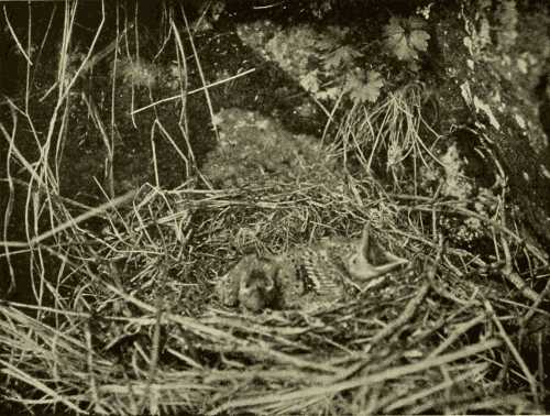 Crow's Nest and Young