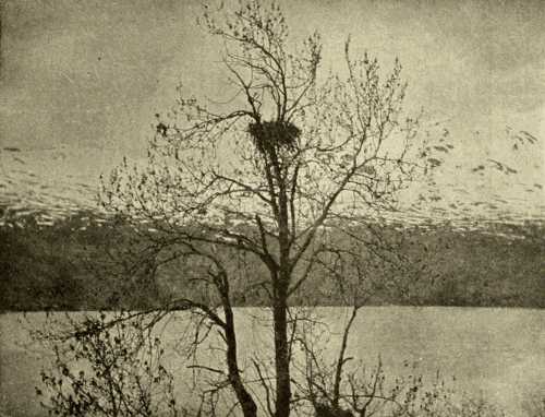 Nests of Eagle and Magpie