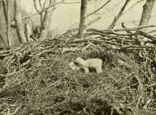 Eagle's Nest and Young