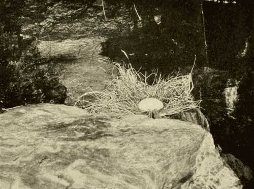 Sea Parrot's Nest and Egg