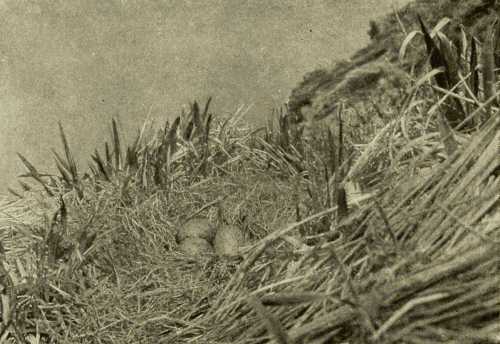 Nest and Eggs of Herring Gull