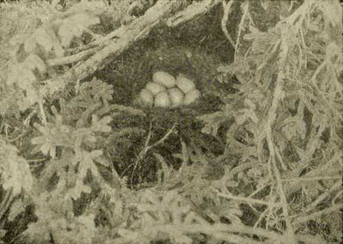 Merganser’s Nest
