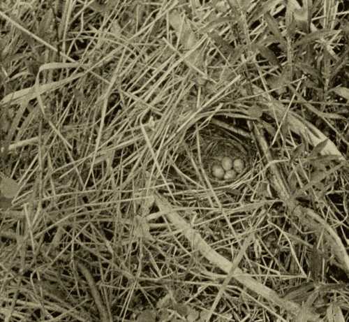 Nest and Eggs of the White-Throated Sparrow