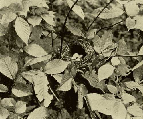 Indigo Bunting's Nest with Cowbird's Egg