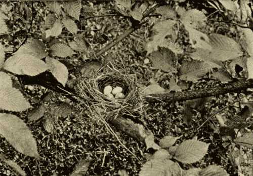 Nest and Eggs of Tanager