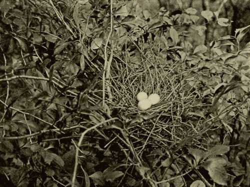 Little Green Heron's Nest