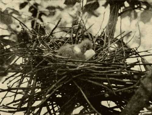 Little Green Heron's Nest