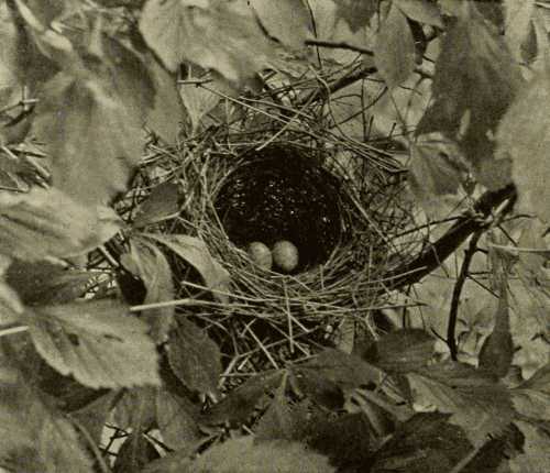 Nest and Eggs of Grosbeak