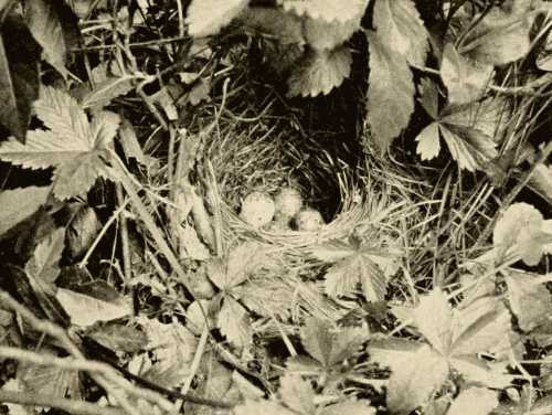 Nest of the Song Sparrow