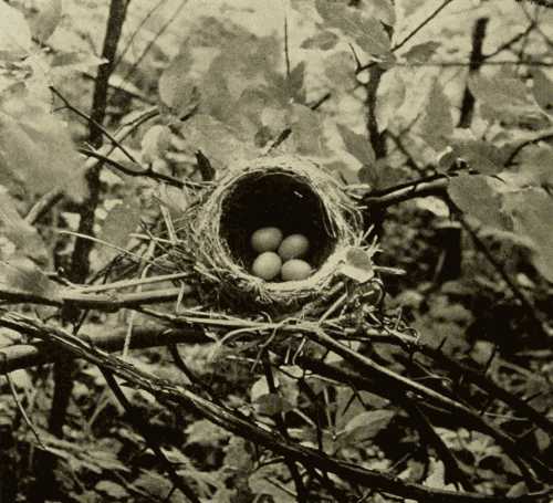 Nest and Eggs of Wood-Thrush