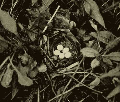 Nest and Eggs of Blue-winged Warbler