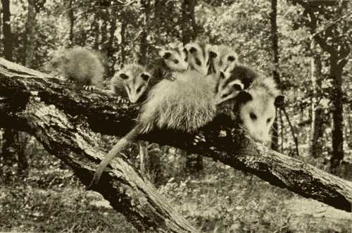 Mother 'Possum and her Family