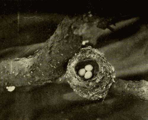 Nest and Eggs of the Blue-gray Gnat-catcher