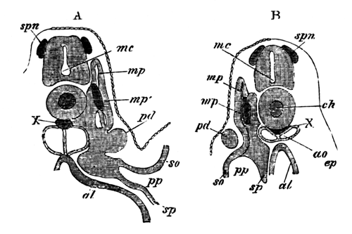 Two sections of a Pristiurus embryo