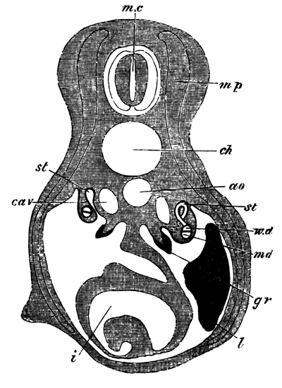 Transverse section of a Selachian Embryo