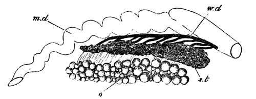 Urinogenital Organs of a Female Salamander
