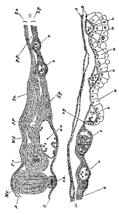 Transverse section through the Dorsal region of an Embryo Fowl