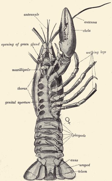 Ventral aspect of crayfish.